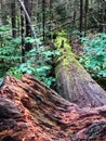 Green moss on fallen tree in forest Royalty Free Stock Photo