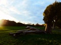 Fallen tree lying beside a park bench Royalty Free Stock Photo