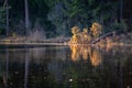 Fallen tree lying in water in national park - nature photography Poland