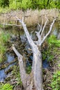 Fallen tree in marsh. Dead tree trunk in a forest swamp Royalty Free Stock Photo
