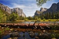 Fallen tree, Merced River, Yosemite Valley Royalty Free Stock Photo