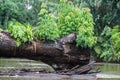 Fallen tree in the middle of the rivver. Royalty Free Stock Photo