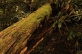 A fallen tree with moss at Carb Orchard Falls in Valle Crucis, NC