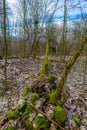 Fallen tree in the moss. The tree fell to the ground and is covered with green moss and mushrooms Royalty Free Stock Photo