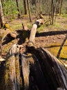 Curvey Tree in the Forest of East Tennessee