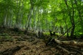 Fallen tree in mountain forest Royalty Free Stock Photo