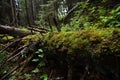 Fallen tree n the forest in the Tatra mountain Royalty Free Stock Photo