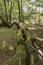 Fallen Tree New Forest Hampshire UK