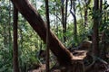 Fallen tree at Ngungun Glass House Mountains National Park Royalty Free Stock Photo