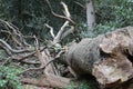 Fallen Tree Royalty Free Stock Photo