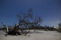 Fallen tree at night on beach with stars in background Royalty Free Stock Photo