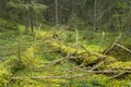 Fallen tree in Nordic forest covered with moss Royalty Free Stock Photo