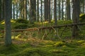 Fallen tree in an old elvish forest in Sweden