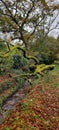 Fallen tree over a Brook in the Devon Countyside, Devon Uk