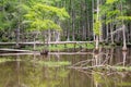 Fallen tree over creek