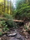 Fallen tree over idyllic forest stream. Royalty Free Stock Photo