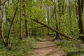 Fallen tree over a path through a lush green spring forest with bluebells in the Flemish countryside Royalty Free Stock Photo