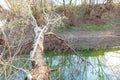 Fallen tree over the river Royalty Free Stock Photo