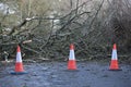 Fallen tree over road. Royalty Free Stock Photo