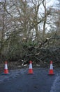 Fallen tree over road. Royalty Free Stock Photo