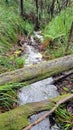 Fallen Tree over a small creek in Temperate Rain Forest Royalty Free Stock Photo