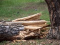 Fallen Tree In The Park After A Storm Hurricane Damage Royalty Free Stock Photo