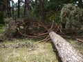 Fallen Tree In The Park After A Storm Hurricane Damage Royalty Free Stock Photo