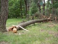 Fallen Tree In The Park After A Storm Hurricane Damage Royalty Free Stock Photo
