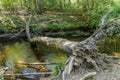 Fallen tree at Parke waterway river Bovey