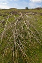 Fallen Tree