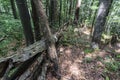 Fallen tree after a powerful lightning on the way to Kozya stena hut. The mountain in the central Balkan astonishes with its.