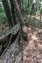 Fallen tree after a powerful lightning on the way to Kozya stena hut. The mountain in the central Balkan astonishes with its