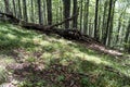 Fallen tree after a powerful lightning on the way to Kozya stena hut. The mountain in the central Balkan astonishes with its.