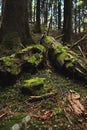 Fallen tree with protruding branches covered with green moss Royalty Free Stock Photo