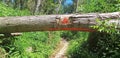 A fallen tree with red markings above a path in the forest. Royalty Free Stock Photo