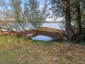 Fallen tree by the riverside Royalty Free Stock Photo