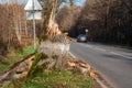 Fallen tree on the road. Broken tree on the side of the road. The hurricane broke the trees