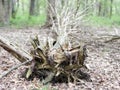Fallen tree roots dark forest Royalty Free Stock Photo