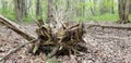 Fallen tree roots dark forest2 Royalty Free Stock Photo