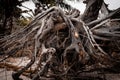 Fallen tree roots | photo made in Zaire, Angola Royalty Free Stock Photo