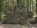 Fallen tree roots in spruce forest Royalty Free Stock Photo