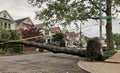 Large Tree Fallen Down Aftermath of Strong Storm Environmental Damage Royalty Free Stock Photo