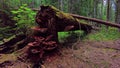 Fallen tree is rotting in the middle of the forest Royalty Free Stock Photo