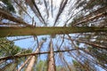 Fallen tree seen from below with a view of dry tree tops