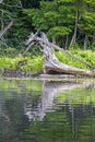 Fallen Tree Sets A Scene At The River`s Edge