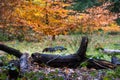Fallen tree sets the stage for an autumn photo in the Bergerbos in the Netherlands. Royalty Free Stock Photo
