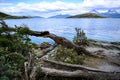 La Roca Lake with fallen tree on shore National Park Tierra del Fuego, Patagonia, Provincia de Tierra del Fuego, Argentina Royalty Free Stock Photo