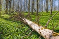 Fallen tree snag in a woodland with green ramsons leaves at springtime Royalty Free Stock Photo