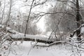 Fallen tree in the snow blocks the path in the snow in the forest against a Blizzard and low visibility. Exit to the river Bank in Royalty Free Stock Photo