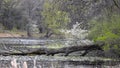 Fallen tree , spring bloom in wet lands Royalty Free Stock Photo